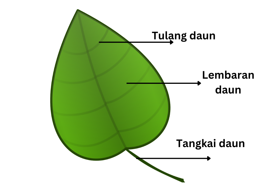 daun