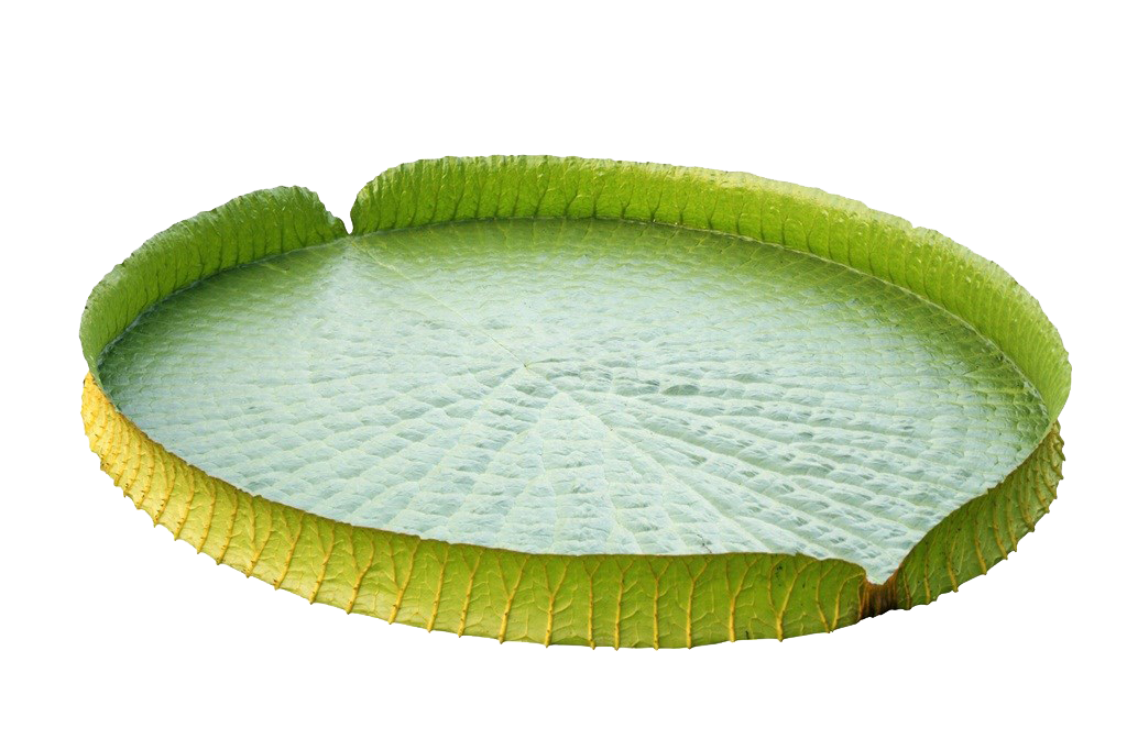 Daun teratai